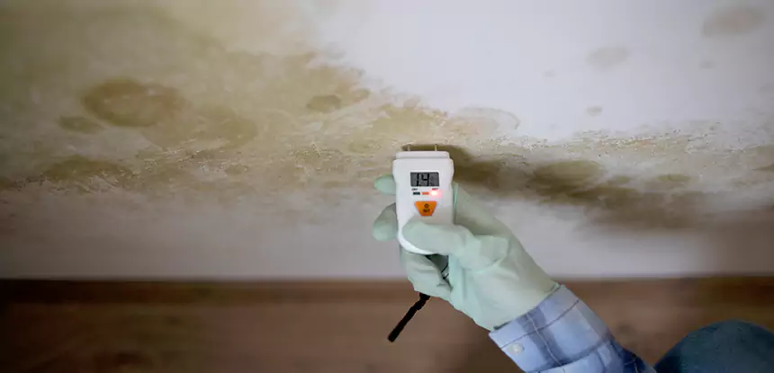 Emergency Mold Remediation in Sautee Nacoochee