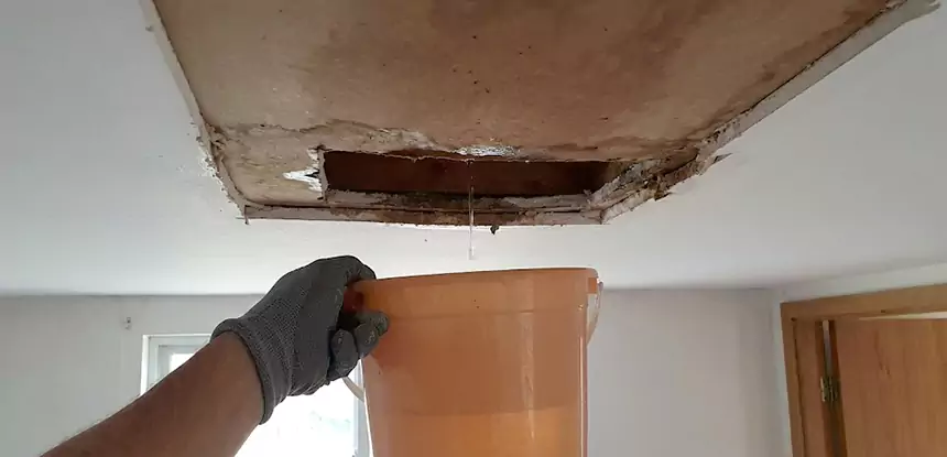 Ceiling Mold Repair Sautee Nacoochee
